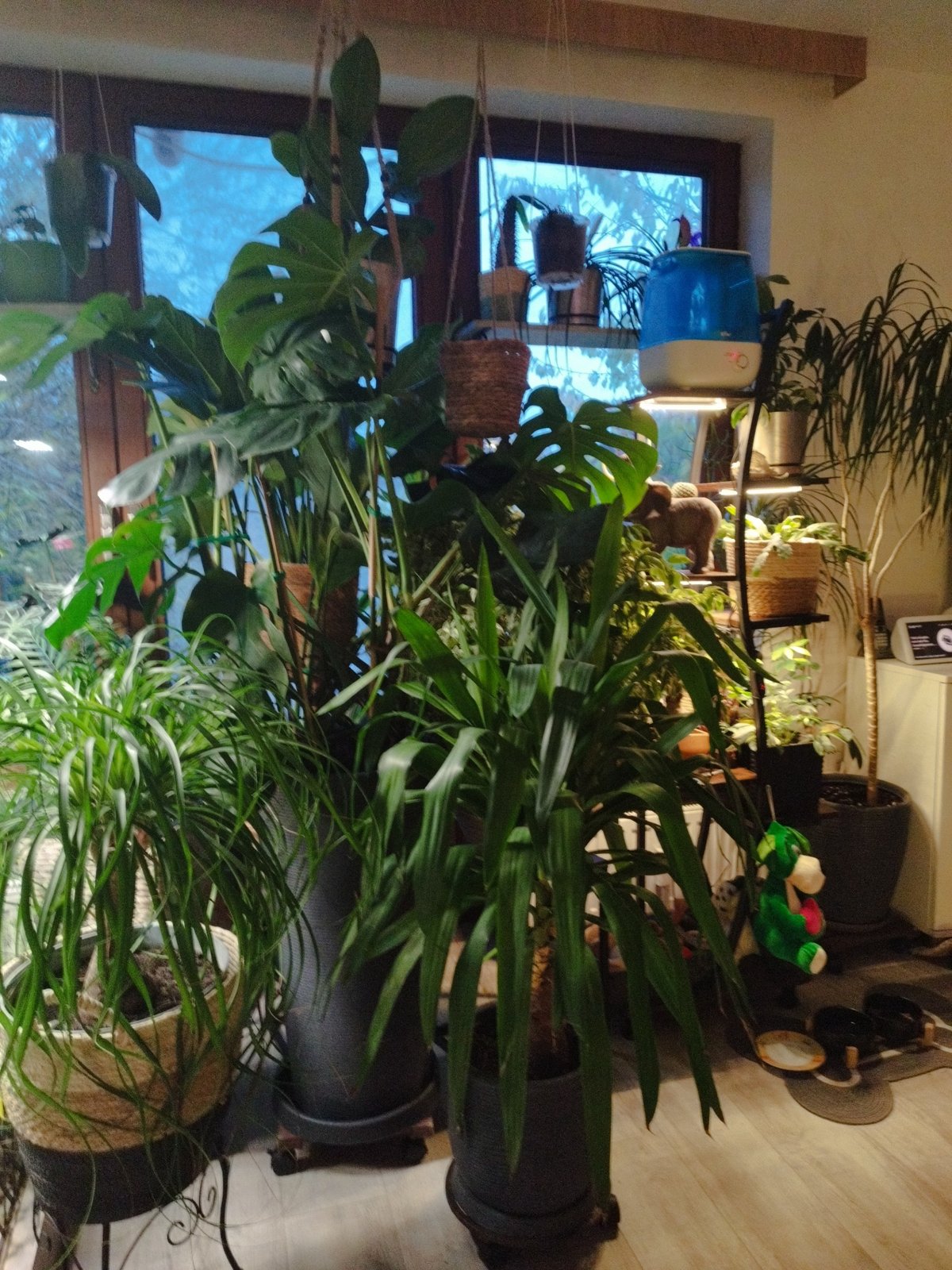 Einzelpflanze – Detail