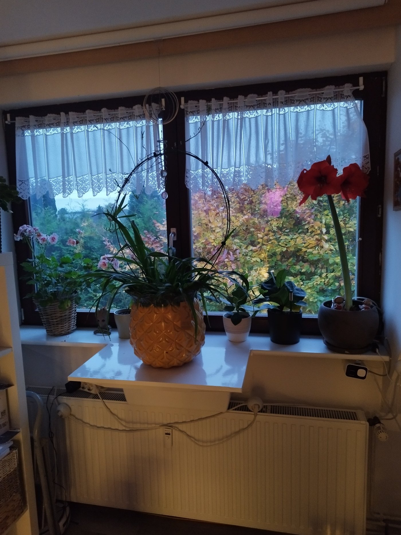 Unsere Pflanzen – 4